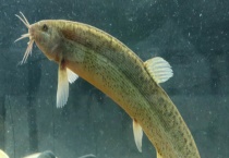 泥鳅常见疾病的防治技术 附发病原因？