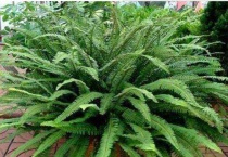 蜈蚣草没根放水里能活吗？