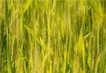 山农19小麦品种介绍