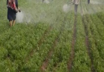 花生叶面肥的配方是怎样的 附使用方法和注意事项