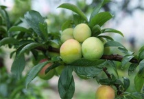 李子树叶子发黄是什么原因？