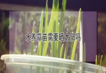 水养蒜苗需要晒太阳吗？