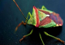 臭虫怎么消灭彻底 一般采用物理防治办法