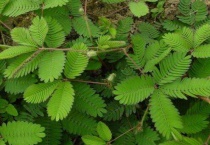 含羞草可以放在卧室吗？