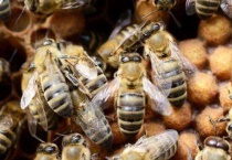 雄蜂多了怎样多久？