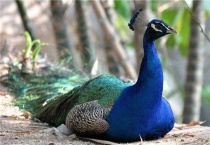 孔雀头上的三根毛叫什么？