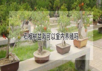 石榴树盆栽可以室内养殖吗？