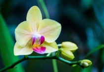 兰花种子如何发芽