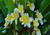 鸡蛋花有毒吗？