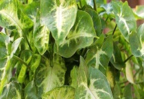 合果芋有毒吗 能放在卧室吗 注意事项是什么？