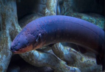 电鳗的天敌是什么动物？电鳗为什么能放电