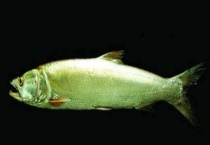 鳡鱼多少钱一斤 附营养价值和做法