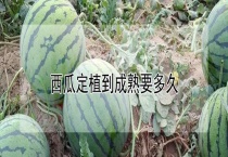 西瓜定植到成熟要多久？