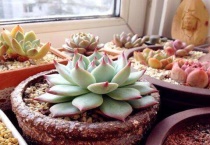 多肉什么时候移入室内？