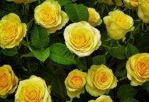 黄玫瑰花的花语