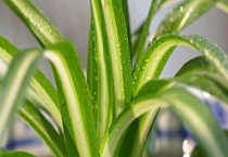 金心吊兰的养殖方法 附金心吊兰的生长习性