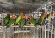 费氏牡丹鹦鹉和普通牡丹区别？