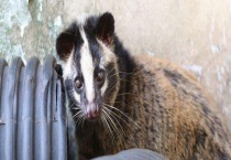 白面狸属于几级保护动物 附其主要特征