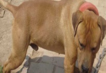 比特犬好养吗？附性格和饲养多久？