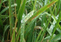 三环唑有哪些作用和用途 三环唑是什么？