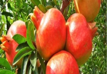 石榴开花结果需要多长时间 有什么采收要点