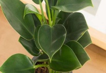 大叶金钻有毒吗？