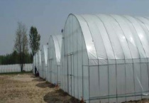 大棚蔬菜种植成本 种植注意事项