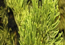 柏树盆景制作方法 附生长习性