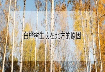 白桦树生长在北方的原因？