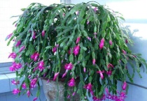 蟹爪兰果实怎么培育