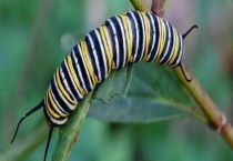 茶斑蛾 附形态特征与生活习性