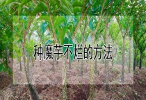 种魔芋不烂的多久？