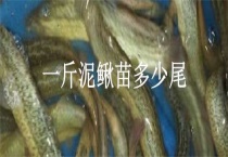 一斤泥鳅苗多少尾