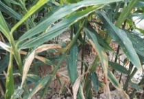 大姜黄叶是什么原因？