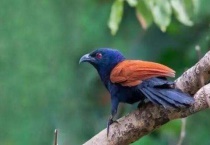 红毛鸡是国家几级保护动物