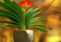 君子兰叶子下垂是什么原因？