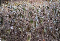 金线莲繁殖技术 附金线莲花组的培养
