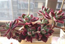 锦晃星怎么修剪