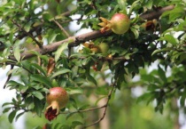 石榴树在夏季的哪一个节气开花？