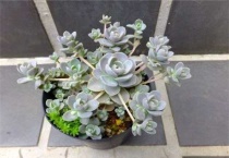 子持莲花要多浇水吗？