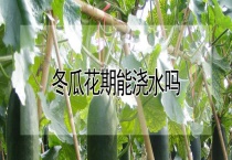 冬瓜花期能浇水吗？