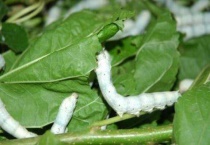 蚕怎么养才不会死