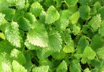 吸毒草耐阴吗？