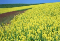 春季有哪些主要蜜源植物 分别详细介绍