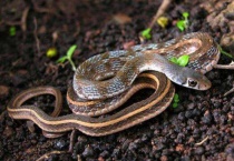 蛇是两栖动物还是爬行动物？