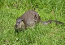 水獭和水貂的区别？