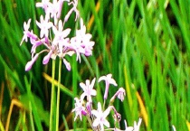 紫娇花和韭菜的区别？