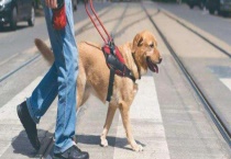 导盲犬价格多少钱一只？有哪些品种