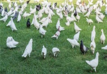 土鸽子是什么品种