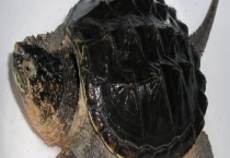 鳄龟的下蛋时间 关于鳄鱼的基本介绍